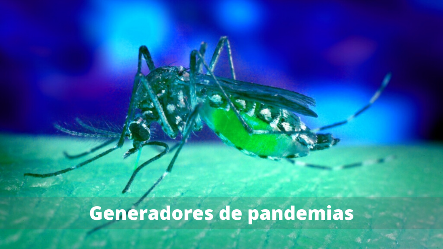 Mosquitos generadores pandemias