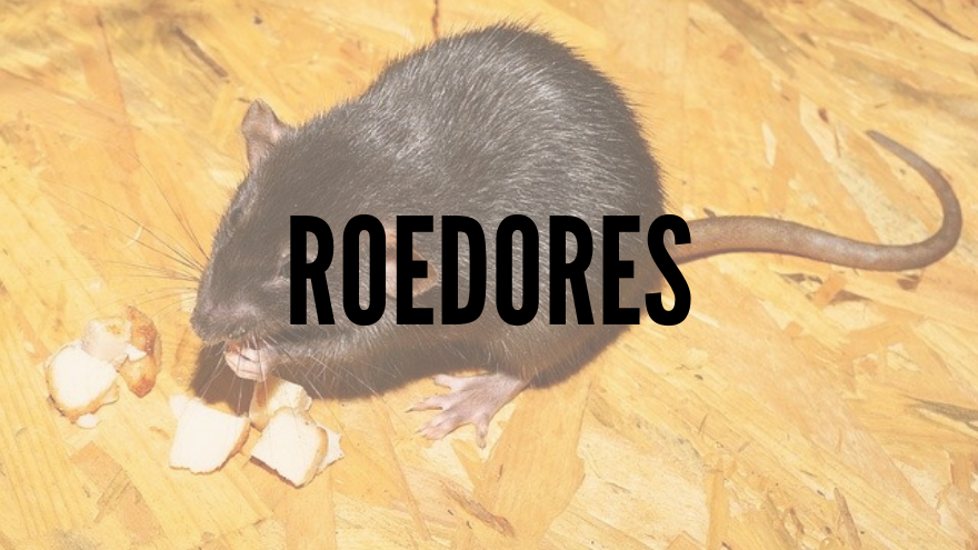 roedores y ratas covid