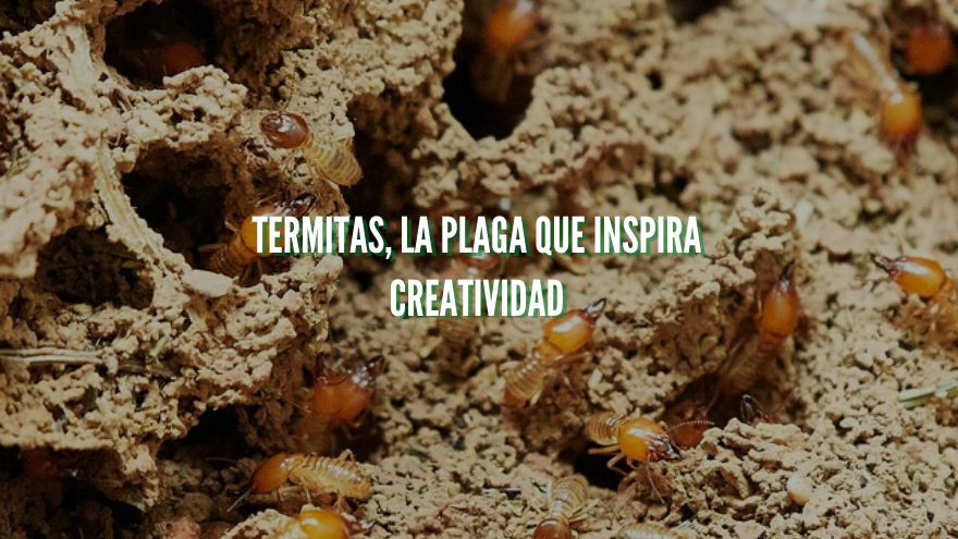 Termitas plaga y creatividad