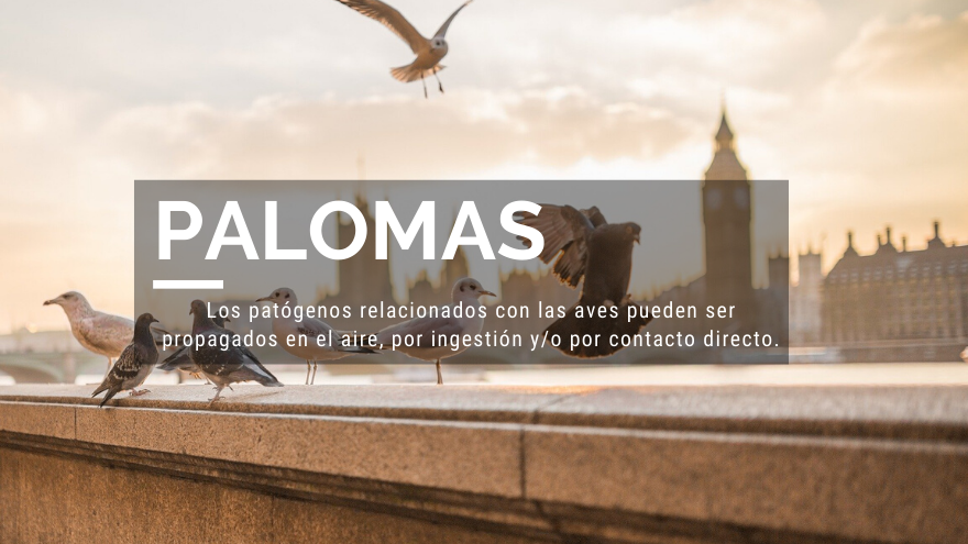 Palomas patógenos