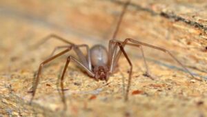 ARAÑA VIOLINISTA