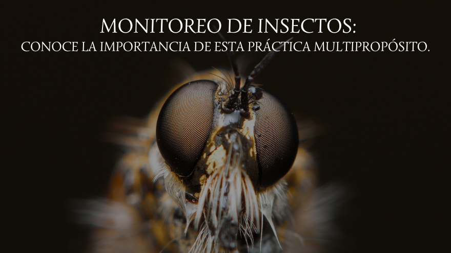 BLOG INSECTOS