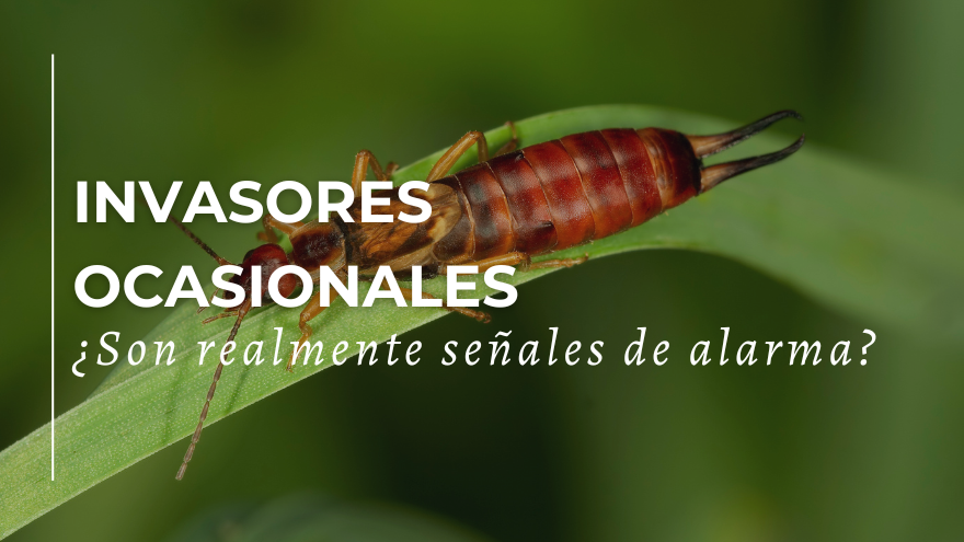 blog Invasores ocasionales