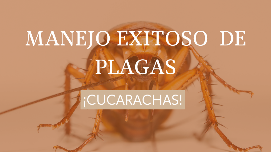 BLOG CUCARACHAS