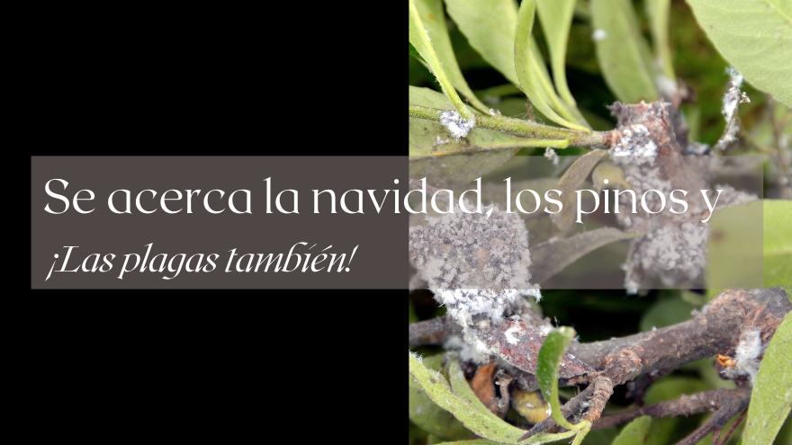 BLOG NAVIDAD