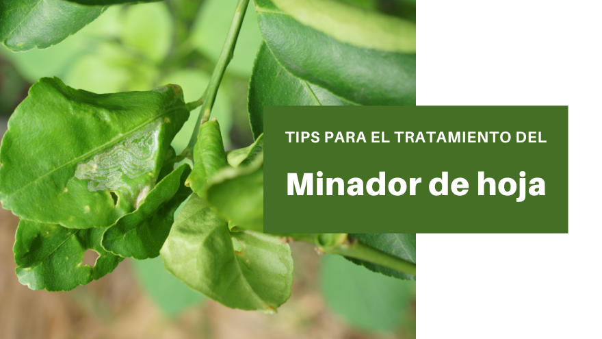 BLOG MINADOR DE HOJA