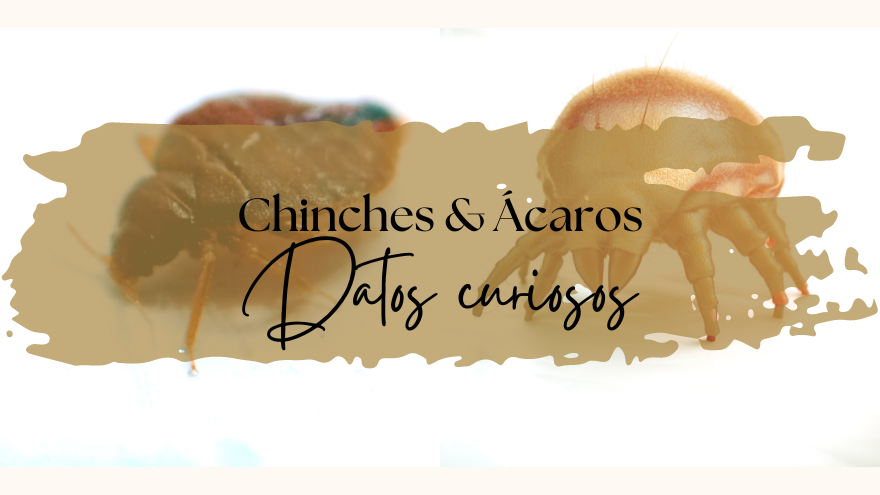 BLOG CHINCHES & ÁCAROS