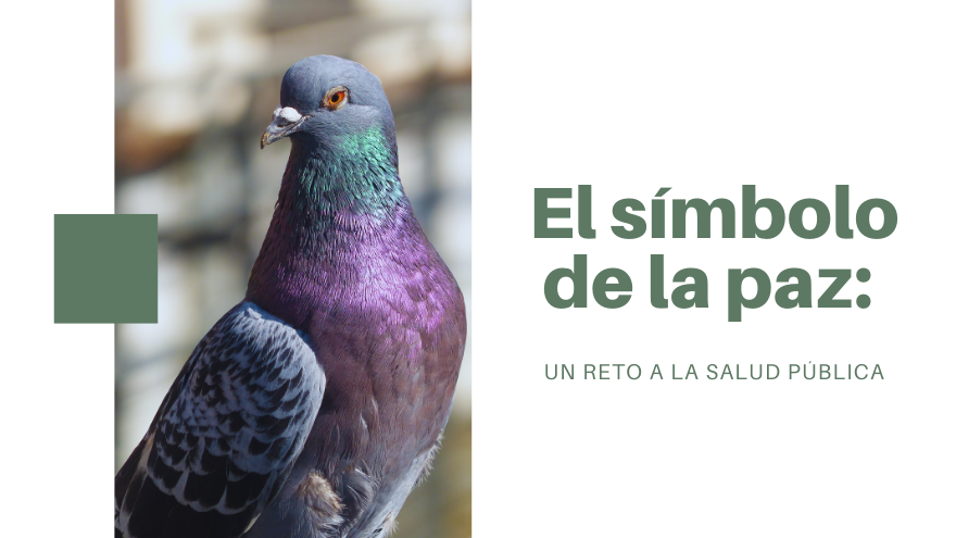 BLOG PALOMAS