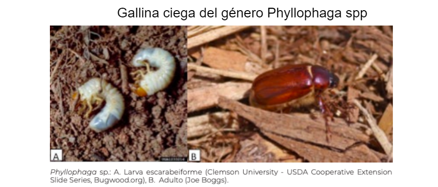 Gallina ciega - Zalun