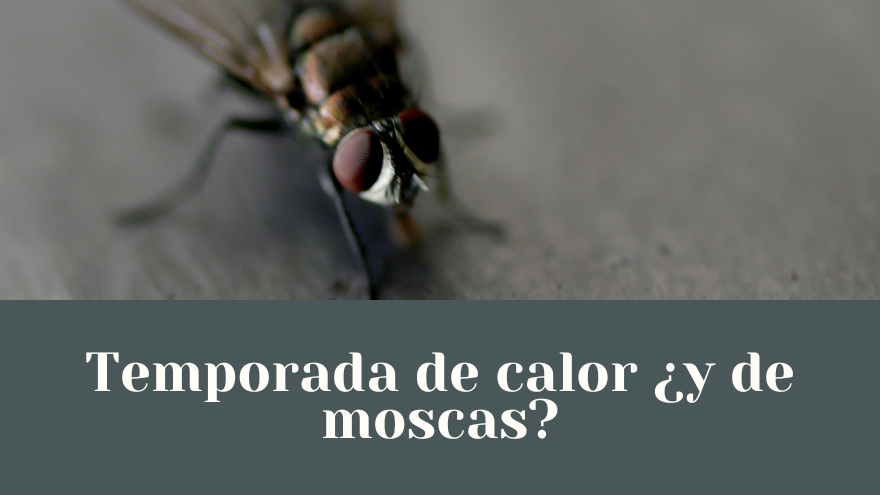 BLOG MOSCAS