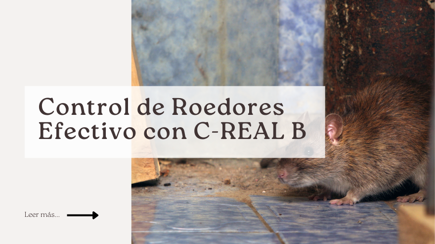 BLOG C-REAL B