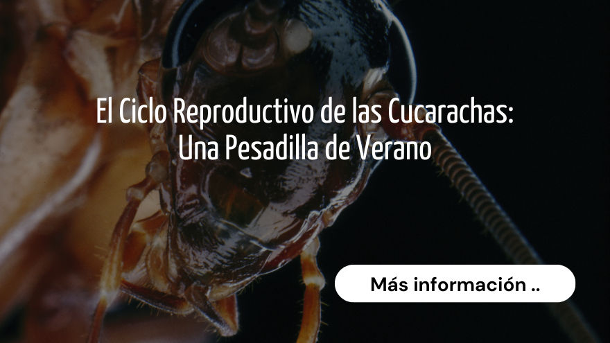 BLOG CUCARACHA