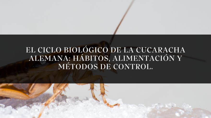 BLOG CUCARACHA ALEMANA