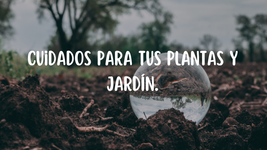 BLOG PLANTAS