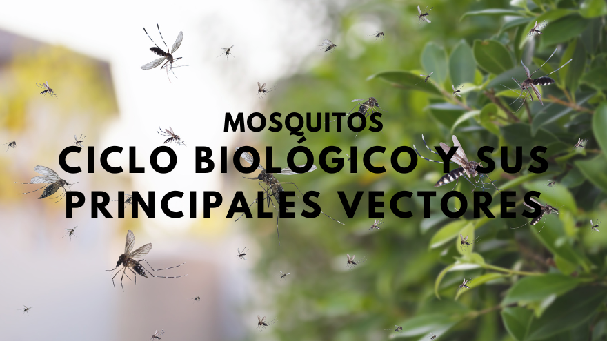 BLOG MOSQUITOS