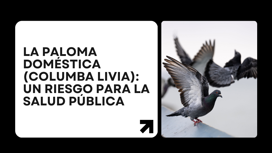 BLOG PALOMAS