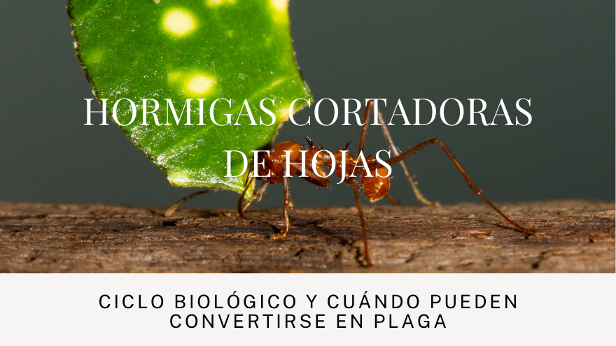 BLOG HORMIGAS