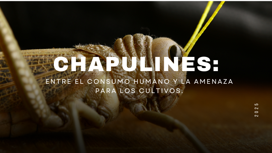 BLOG CHAPULINES