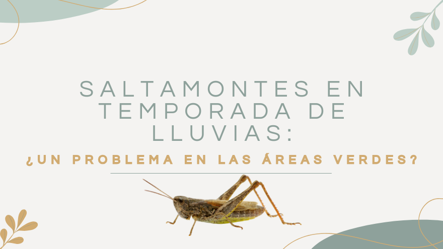 BLOG SALTAMONTES