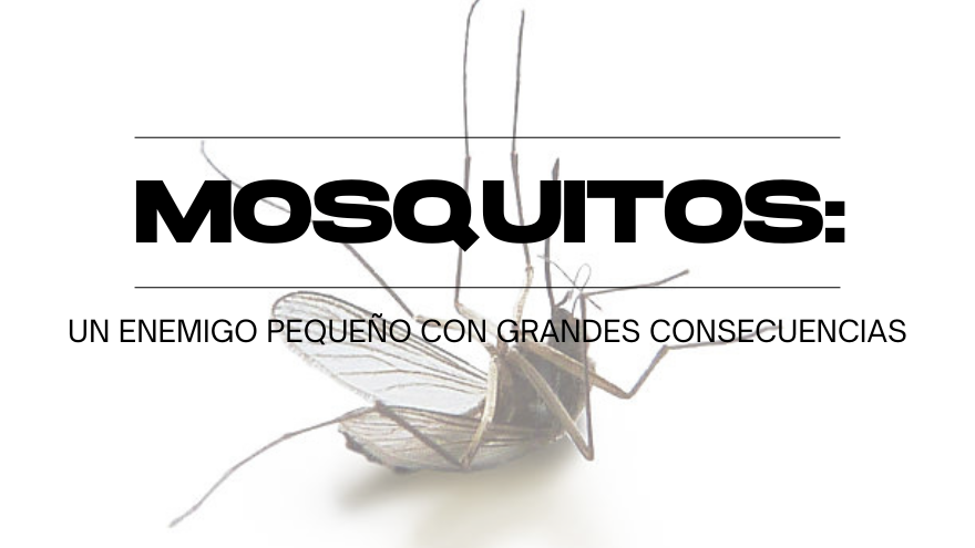 BLOG MOSQUITOS