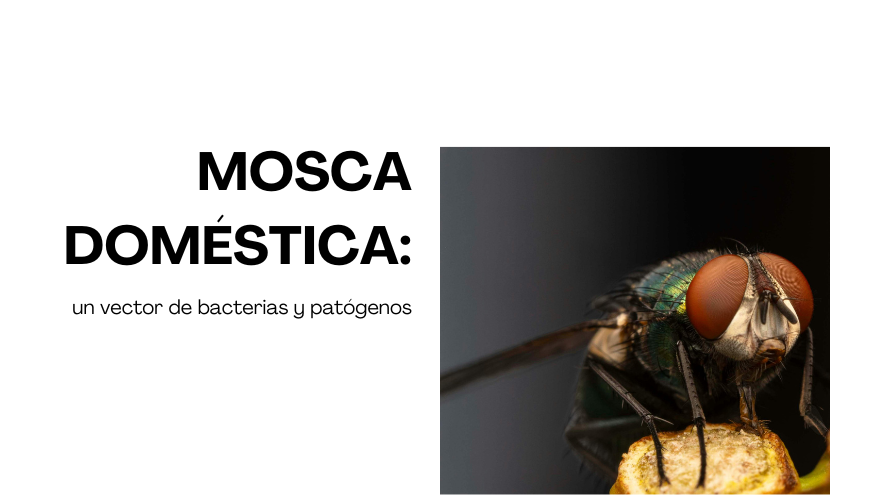 BLOG MOSCA