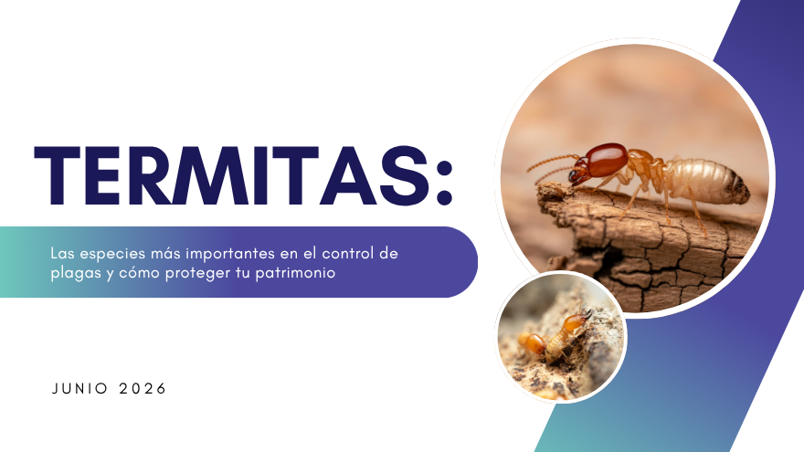 BLOG TERMITAS